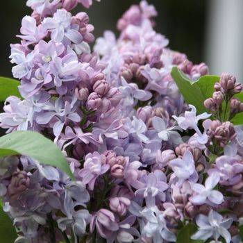 Сирень обыкновенная ‘Saturnale’ (Syringa vulgaris ‘Saturnale’)