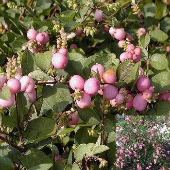 Снежноягодник доренбоза ‘Magic Barry’ (Symphoricarpos doorenbosii ‘Magic Barry’)