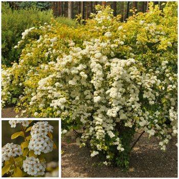 Спирея Вангутта ‘Gold Fountain’ Spiraea x vanhouttei ‘Gold Fountain’