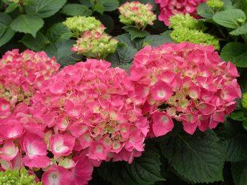 Гортензия крупнолистная ‘Freudenstein’ Hydrangea macrophilla ‘Freudenstein’