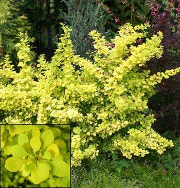 Барбарис Тунберга Аурея (Berberis thunbergii Aurea)