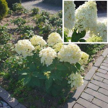 Гортензия метельчатая 'Little Alf' Hydrangea paniculata 'Little Alf'	