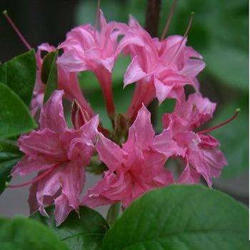 Азалия ‘Homebush’ (Azalea ‘Homebush’)