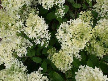 Гортензия метельчатая ‘Dentelle de Gorron’ ® (‘Rencri’) Hydrangea paniculata ‘Dentelle de Gorron’ ® (‘Rencri’)