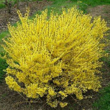 Форзиция ‘Maluch’ (Forsythia ‘Maluch’)