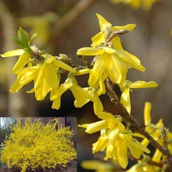 Форзиция промежуточная ‘Lynwood’ (Forsythia intermedia ‘Lynwood’)