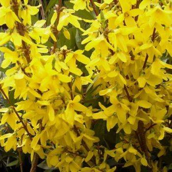 Форзиция промежуточная’ Weekend’ (Forsythia intermedia ‘Weekend’)