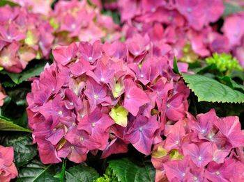 Гортензия крупнолистная ‘Hot Red Lila’ Hydrangea macrophilla ‘Hot Red Lila’