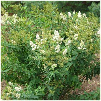 Спирея иволистная ‘Alba’ Spiraea salicifolia ‘Alba’