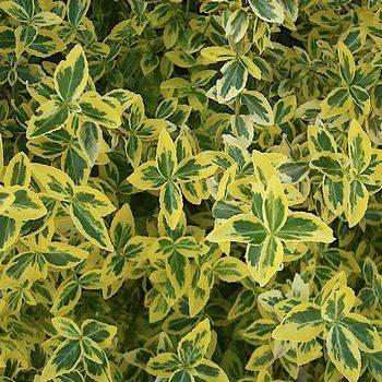 Бересклет форчуна ‘Emerald Gold’ (Euonymus fortunei ‘Emerald ‘n’ Gold’)