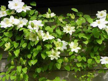 Клематис ‘Guernsey Cream’ (Clematis ‘Guernsey Cream’)