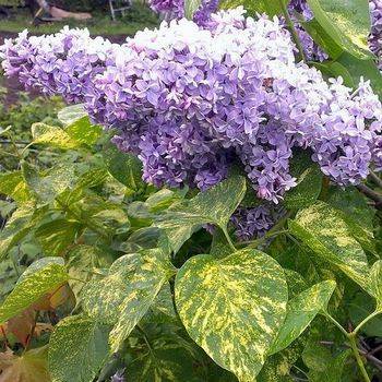 Сирень обыкновенная ‘Aucubaefolia’ (Syringa vulgaris ‘Aucubaefolia’)