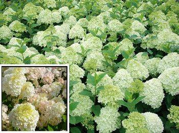 Гортензия метельчатая ‘Diamantino’ ® (‘ren101’) Hydrangea paniculata ‘Diamantino’ ® (‘ren101’)