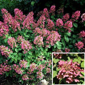 Гортензия метельчатая'Magical ® fire' Hydrangea paniculata 'Magical ® fire'