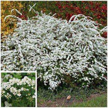 Спирея ниппонская ‘Halward Silver’ Spiraea nipponica ‘Halward Silver’