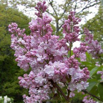 Сирень обыкновенная ‘Belle de Nаncy’ (Syringa vullgaris ‘Belle de Nаncy’)