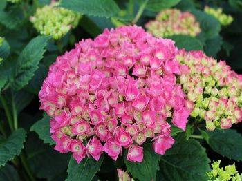 Гортензия крупнолистная ‘Red Baron’ Hydrangea macrophilla ‘Red Baron’