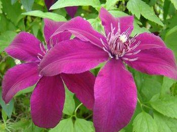 Клематис ‘Huvi’ (Clematis ‘Huvi’)