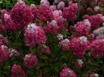 Гортензия метельчатая ‘Samarskya Lydia’ ® (‘Rensam’) Hydrangea paniculata ‘Samarskya Lydia’ ® (‘Rensam’)