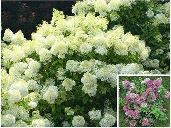 Гортензия метельчатая ‘Bobo’ Hydrangea paniculata ‘Bobо’