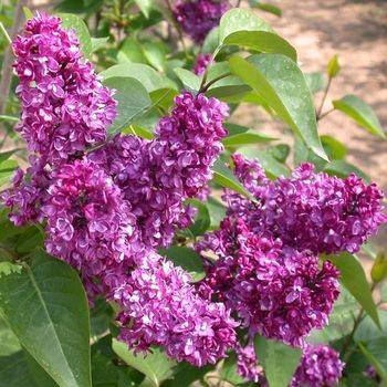 Сирень обыкновенная ‘Charles Joly’ (Syringa vulgaris ‘Charles Joly’)