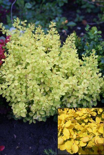 Барбарис Тунберга Бонанза Голд (Berberis thunbergii Bonanza Gold)