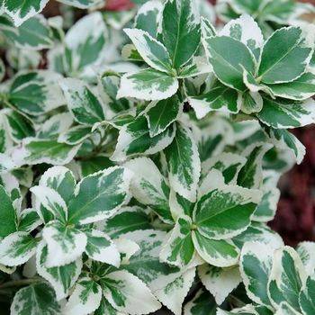 Бересклет форчуна ‘Silver Queen’ (Euonymus fortunei ‘Silver Queen’)