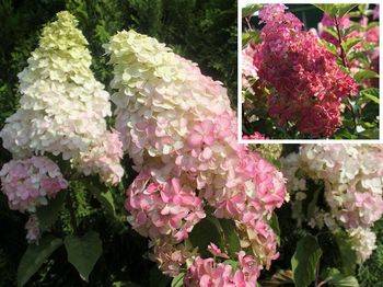 Гортензия метельчатая ‘Fraise Melba’ ® (‘Renba’) Hydrangea paniculata ‘Fraise Melba’ ® (‘Renba’)