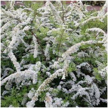 Спирея ниппонская ‘White Carpet’ Spiraea nipponica ‘White Carpet’ (‘Gelspir’)