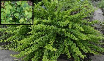 Барбарис Тунберга Грин Карпет (Berberis thunbergii Green Carpet)