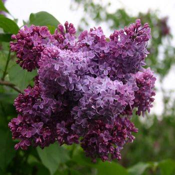 Сирень обыкновенная ‘Congo’ (Syringa vullgaris ‘Congo’)