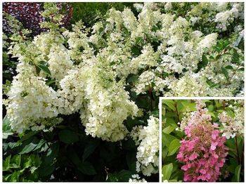 Гортензия метельчатая ‘Candlelight’ Hydrangea paniculata ‘Candlelight’