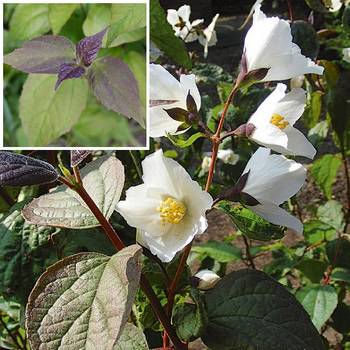 Чубушник 'Starbright' (Philadelphus 'Starbright')