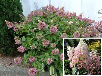 Гортензия метельчатая ‘Ruby’ (‘Angels Blush’) Hydrangea paniculate ‘Ruby’ (‘Angels Blush’)