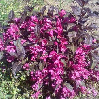 Вейгела цветущая ‘Nana Purpurea’ Weigela florida ‘Nana Purpurea’