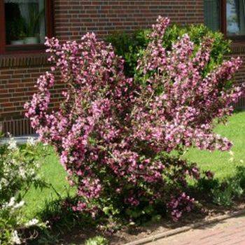 Вейгела цветущая ‘Victoria’ Weigela florida ‘Victoria’