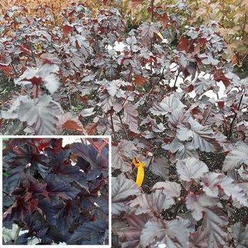 Пузыреплодник калинолистный MIDNIGHT ‘Jonight’ Physocarpus opulifolius MIDNIGHT ‘Jonight’