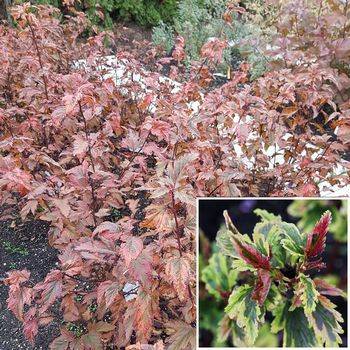 Пузыреплодник калинолистный ‘Chameleon’ Physocarpus opulifolius ‘Chameleon’