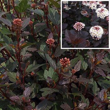 Пузыреплодник калинолистный ‘Little Joker’ Physocarpus opulifolius ‘Little Joker’