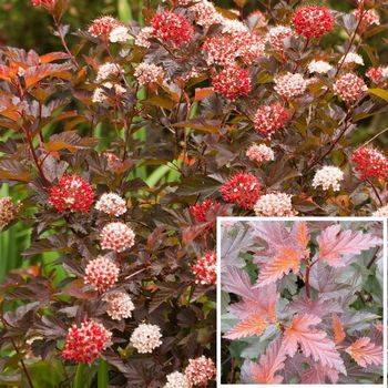 Пузыреплодник калинолистный DIABLE D’OR ‘Mindia’ Physocarpus opulifolius DIABLE D’OR ‘Mindia’