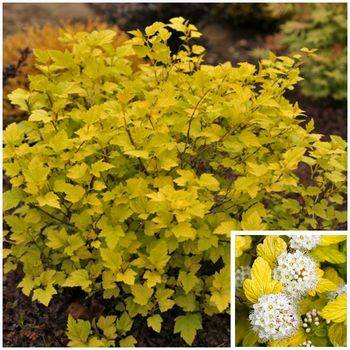 Пузыреплодник калинолистный ‘Angel Gold’ Physocarpus opulifolius ‘Angel Gold’