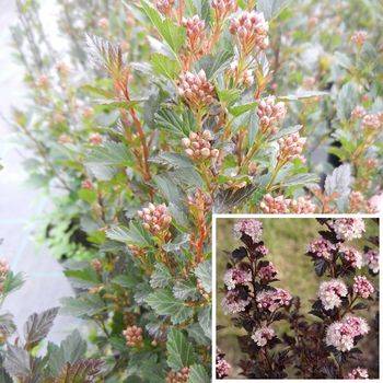 Пузыреплодник калинолистный `Little Devil` (`Donna May`) Physocarpus opulifolius `Little Devil` (`Donna May`)