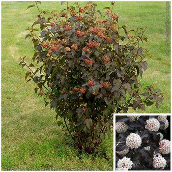 Пузыреплодник калинолистный ‘Red Baron’ Physocarpus opulifolius ‘Red Baron’