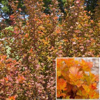 Пузыреплодник калинолистный ‘Amber Jubilee’ Physocarpus opulifolius ‘Amber Jubilee’