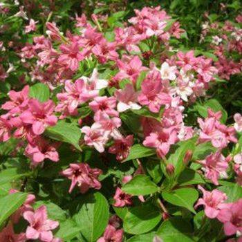 Вейгела цветущая ‘Rosea’ Weigela florida ‘Rosea’