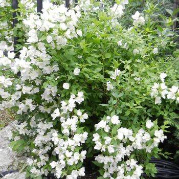 Чубушник ‘Bouquet Blanc’ (Philadelphus ‘Bouquet Blanc’)