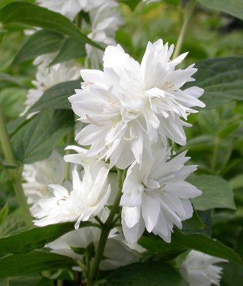 Чубушник виргинский ‘Minnesota Snowflake’ (Philadelphus x virginalis ‘Minnesota Snowflake’)