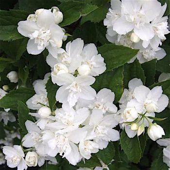 Чубушник ‘Эльбрус’ (Philadelphus ‘Elbrus’)