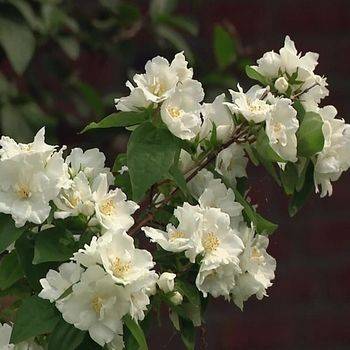 Чубушник ‘Dame Blanche’ (Philadelphus ‘Dame Blanche’)