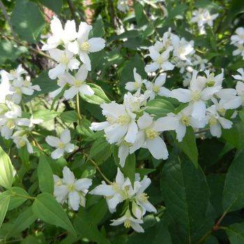 Чубушник Лемуана (Philadelphus x lemoinei)